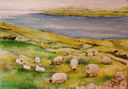 irish sheep